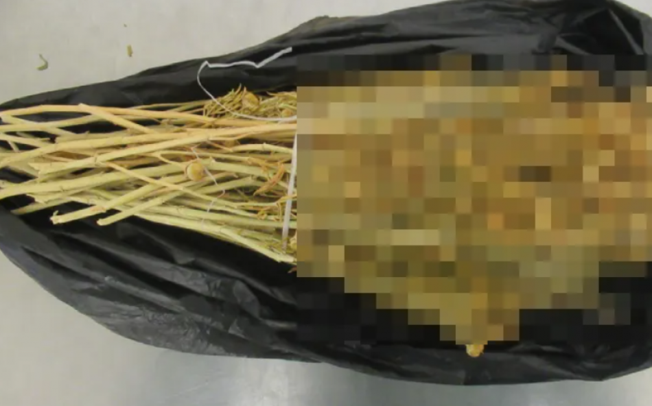 10 кг галлюциногенной травы нашли в чемодане пассажирки в Пулково